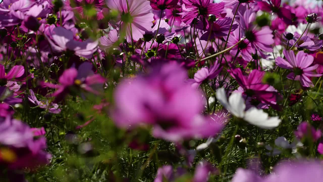 宇宙领域。花。