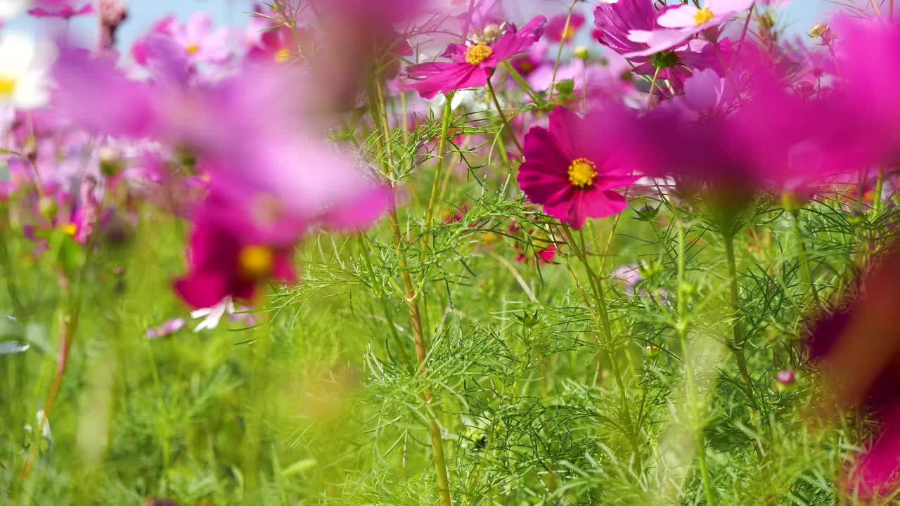 宇宙领域。花。