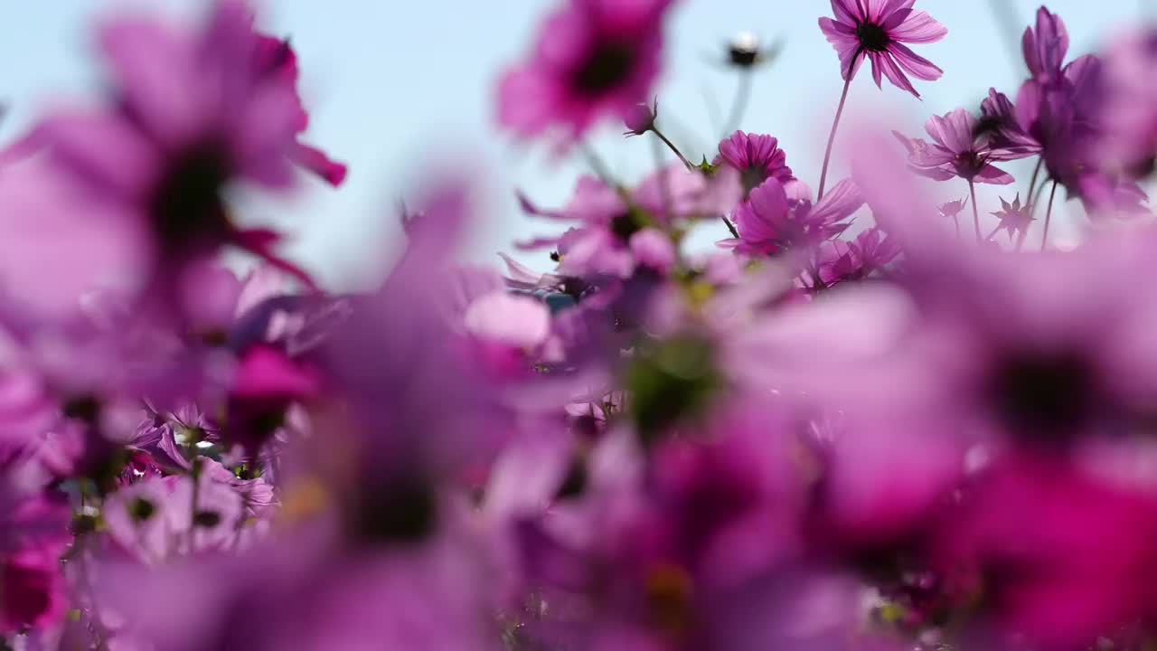 宇宙领域。花。