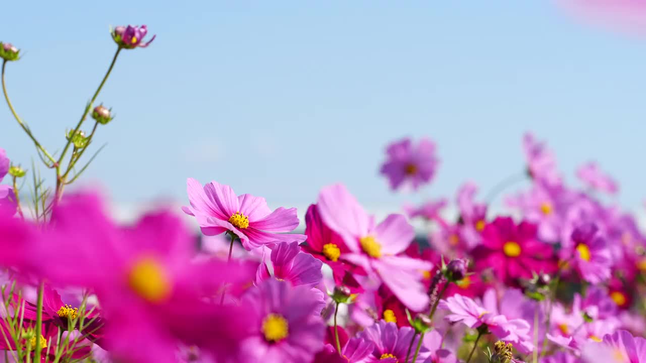 宇宙领域。花。