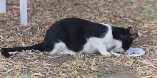 从右边看，一只无家可归的黑白猫在吃草