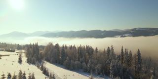 令人惊叹的冬季景观与松树的雪覆盖森林在寒冷的雾山在日出。