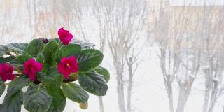 在冬季，窗台上盛开着粉红色和红色叶子的紫罗兰室内植物，外面是雪。风叶移动。家庭园艺