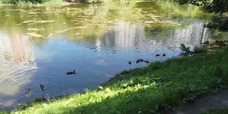 公园里池塘里的一群鸭子。鸭子在水里寻找食物。观鸟。小鸭子一家小鸭子漂在河上