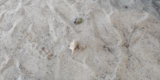 寄居蟹生活在贝壳里，在夏天的沙滩上漫步
