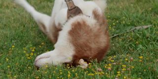 哈士奇狗在绿色的草地上，炎热的天气为宠物。