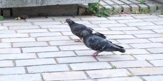 两只鸽子在马路上走。