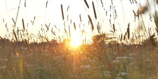 在一个炎热的夏夜，落日的阳光透过草地上高高的草和花的茎干照射进来