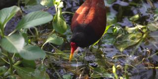长着红黄嘴的鸟在池塘里觅食