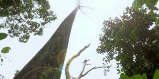 森林中大树与阳光的低角度视图。下视丛林中高大的树干和太阳的耀斑。马来西亚古南巴克热带雨林中的一棵大树