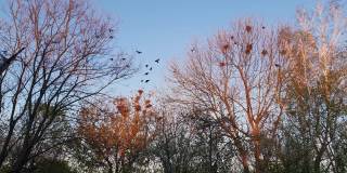 日落时分，乌鸦飞过高树上筑巢的地方