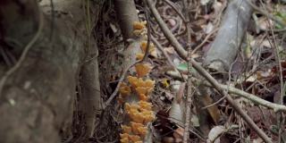 热带雨林中的棕色蘑菇。生长在浮木上的野生蘑菇。丛林倒树树干上生长的真菌-火绒菌科。