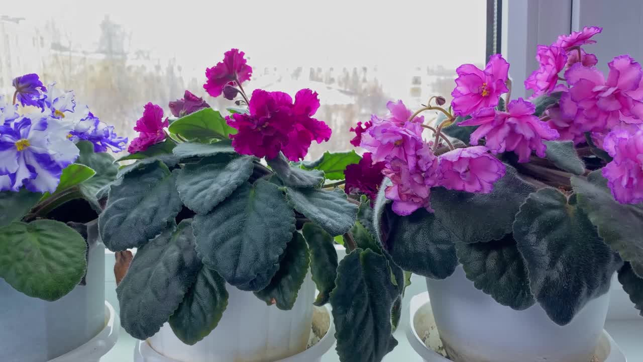 在冬季，窗台上盛开着粉红色和红色叶子的紫罗兰室内植物，外面是雪。家庭园艺