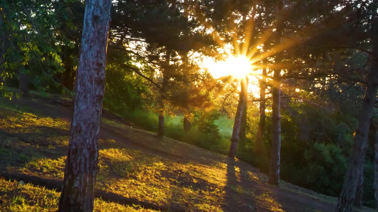 阳光照亮了森林里的树干。春天的太阳把公园里的树照得很漂亮