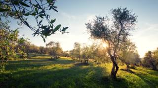 意大利托斯卡纳的橄榄树花园视频素材模板下载