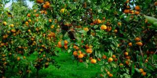 西班牙柑橘树的树枝上结满了果实