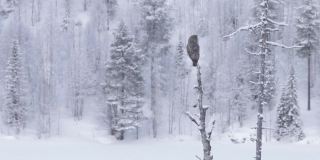 在芬兰针叶林寒冷的冬日里，大灰猫头鹰坐在一棵枯死的老树上四处张望
