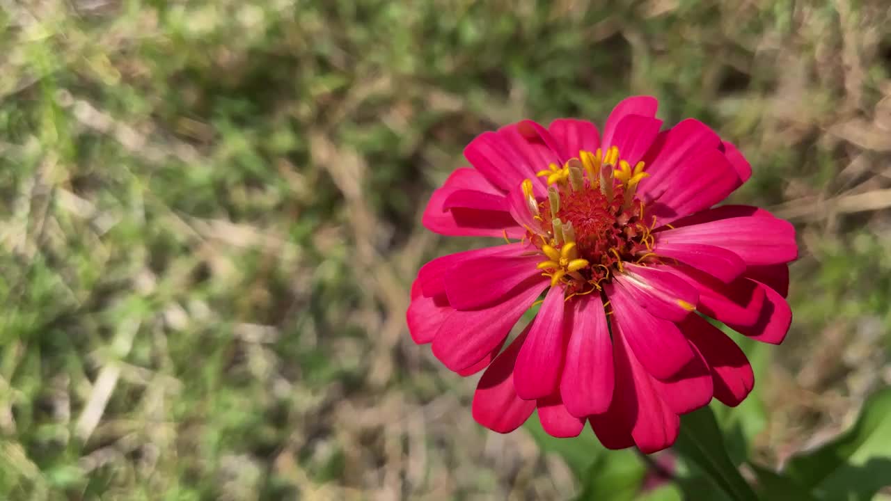 在夏日阳光明媚的日子里，花园里盛开着红色的罂粟花