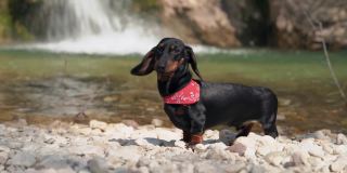 阳光明媚的春日，一只戴着红色围脖的可爱腊肠狗在瀑布附近的山湖里洗澡后甩水