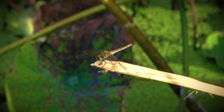 一只大蜻蜓落在一根小树枝上。当风使蜻蜓失去平衡时，它拍打着翅膀。他似乎在看照相机。