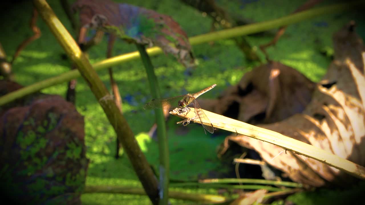 一只大蜻蜓落在一根小树枝上。当风使蜻蜓失去平衡时，它拍打着翅膀。他似乎在看照相机。