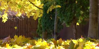 秋天黄澄澄的枫叶慢慢地飘落在地上，上面盖满了一层厚厚的树叶。