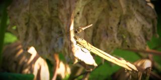 一只大蜻蜓落在一根小树枝上。当风使蜻蜓失去平衡时，它拍打着翅膀。他似乎在看照相机。