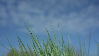 小草在蓝天下随风摇曳视频素材模板下载