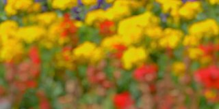 花园中的花朵背景4k慢镜头60帧