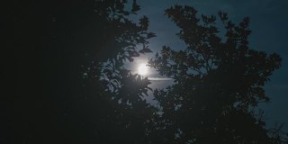 夜树剪影月亮