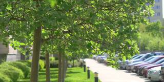 街道上绿油油的小树叶，4K慢镜头60帧