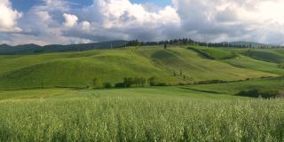 意大利托斯卡纳奥西亚山谷独特的绿色景观。栽培山地和谷类作物田。