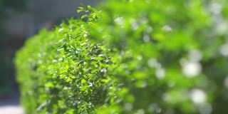 绿色的灌木叶子在4K慢镜头60帧