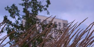 带着成熟种子的草穗在风中生长，背景是一棵绿树和一栋有窗户的公寓楼