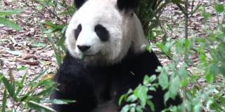 大熊猫，视频