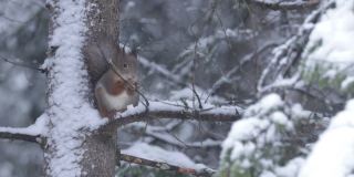 一只小而可爱的红松鼠(Sciurus vulgaris)在暴风雪中吃着一颗坚果