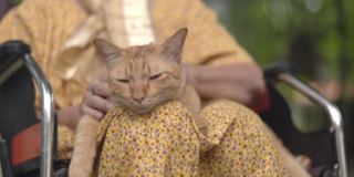 老妇人在后院的轮椅上抱着一只姜黄色的猫