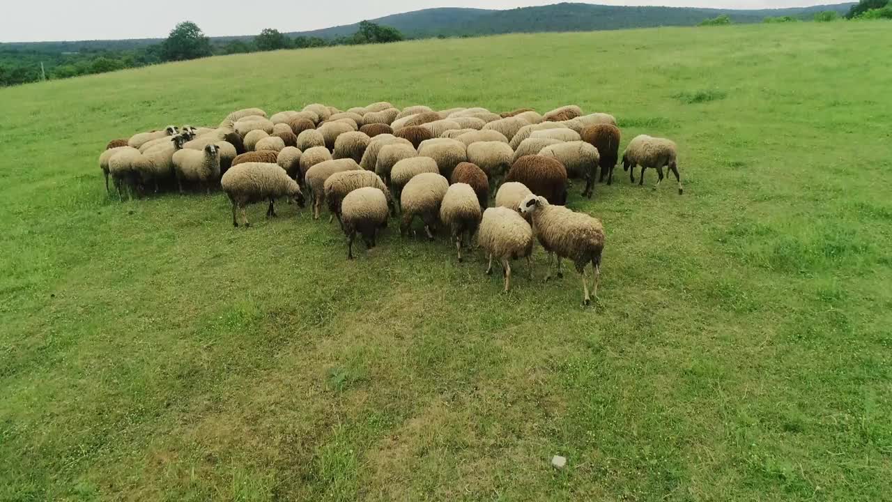 群绵羊