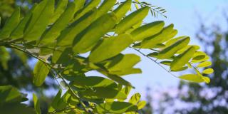 刺槐绿叶一棵刺槐树在夏日的阳光下，刺槐特写视频4K超高清