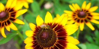 在夏天阳光明媚的日子里，在花园里辛勤工作的小蜜蜂从黄色的红桃花上采集花粉的微距镜头。