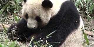 熊猫吃竹子，视频，中国，亚洲
