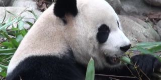 大熊猫吃竹子，中国，全高清视频