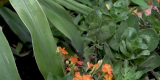 宏观普通摩门教蝴蝶(凤蝶Polytes)休息在花和吮吸蜂蜜从花模糊的背景