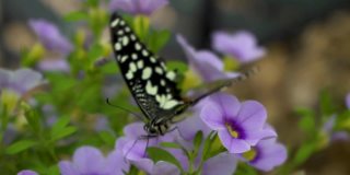 德莫氏凤蝶是一种常见且分布广泛的燕尾蝶。也被称为青柠蝴蝶，柠檬蝴蝶，青柠燕尾，格子燕尾从花中吮吸蜂蜜