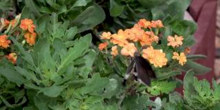 宏观普通摩门教蝴蝶(凤蝶Polytes)休息在花和吮吸蜂蜜从花模糊的背景