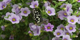 德莫氏凤蝶是一种常见且分布广泛的燕尾蝶。也被称为青柠蝴蝶，柠檬蝴蝶，青柠燕尾，格子燕尾从花中吮吸蜂蜜