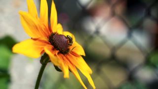在夏日阳光明媚的花园里，辛勤劳作的小蜜蜂从黄色的红蕊花上采集花粉。视频素材模板下载