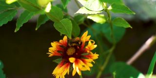 在夏日阳光明媚的花园里，辛勤劳作的小大黄蜂从黄色的红桃花上采集花粉。