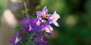 在夏日阳光明媚的花园里，辛勤劳作的小大黄蜂在采集紫飞燕草(飞燕草)的花粉。