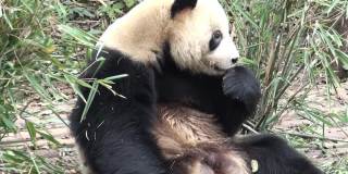 大熊猫在中国的视角，全高清视频，用三脚架录制